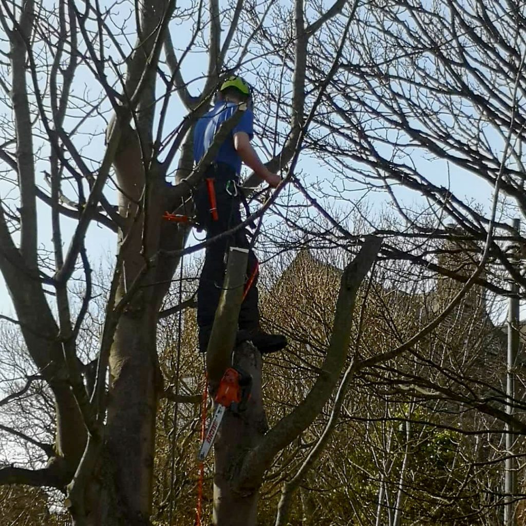 Tree Surgery